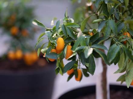 Domaine de Beaulieu · Espace Parc &amp; Jardin