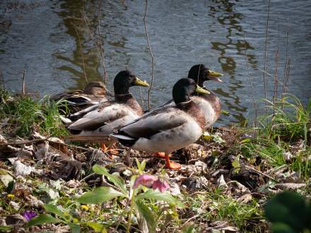 Domaine de Beaulieu · Espace Parc &amp; Jardin