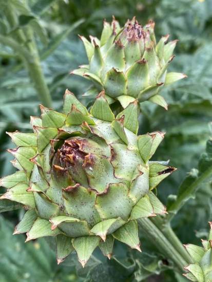 La Brasserie Côté Jardin · Brasserie près de Béthune