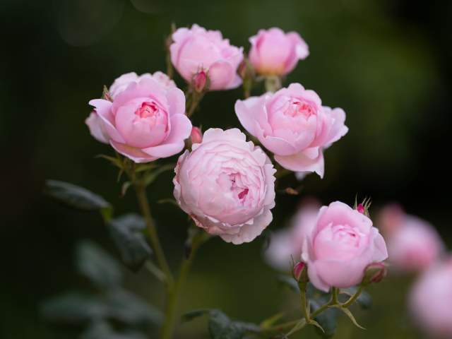 Galerie Photos · Domaine de Beaulieu 