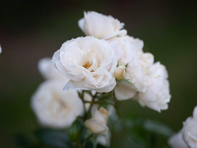 Galerie Photos · Domaine de Beaulieu 